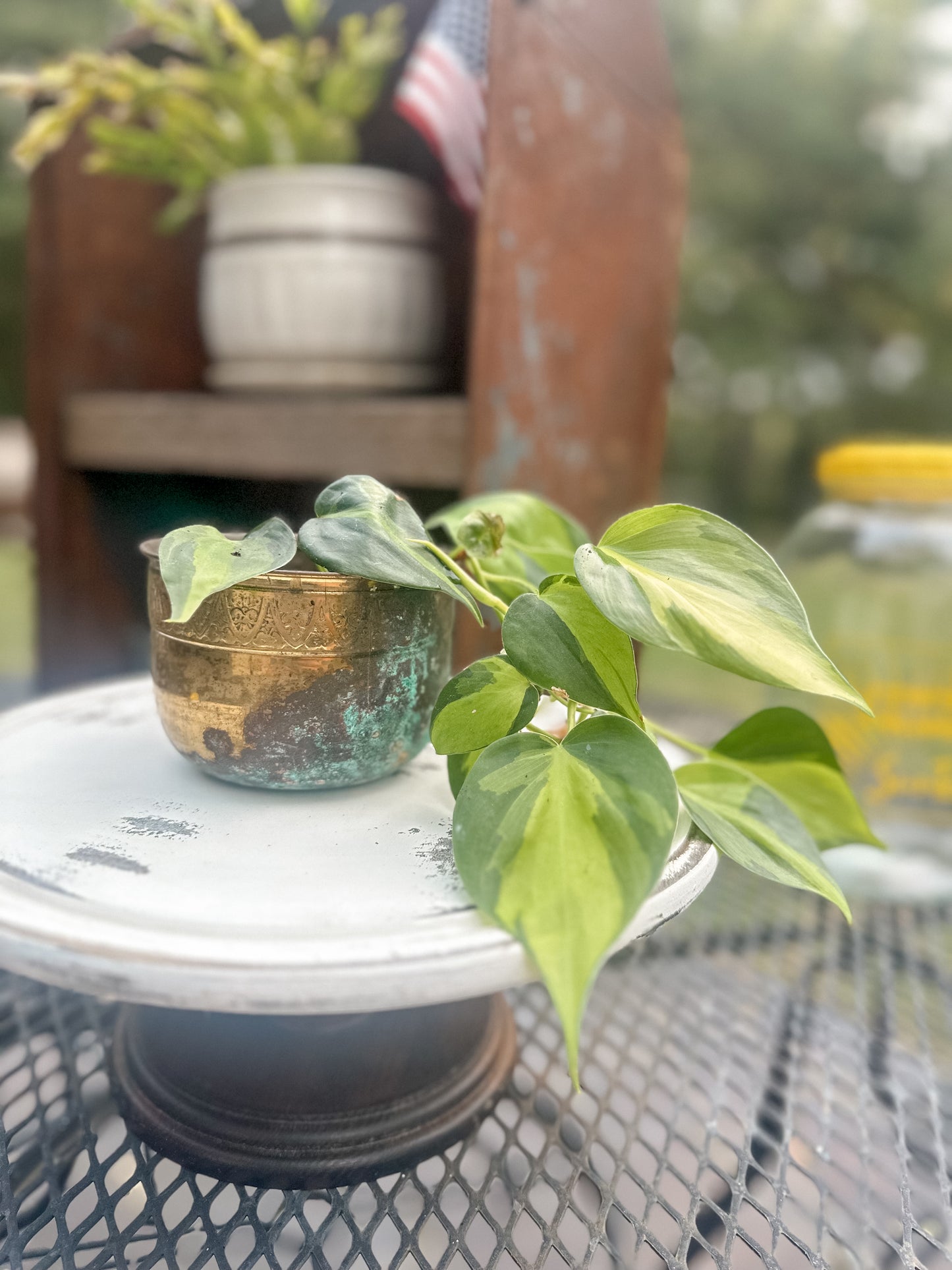 Stunning Small Heartleaf Philodendron Brasil (rare plant) in antique brass vessel w/amazing patina!