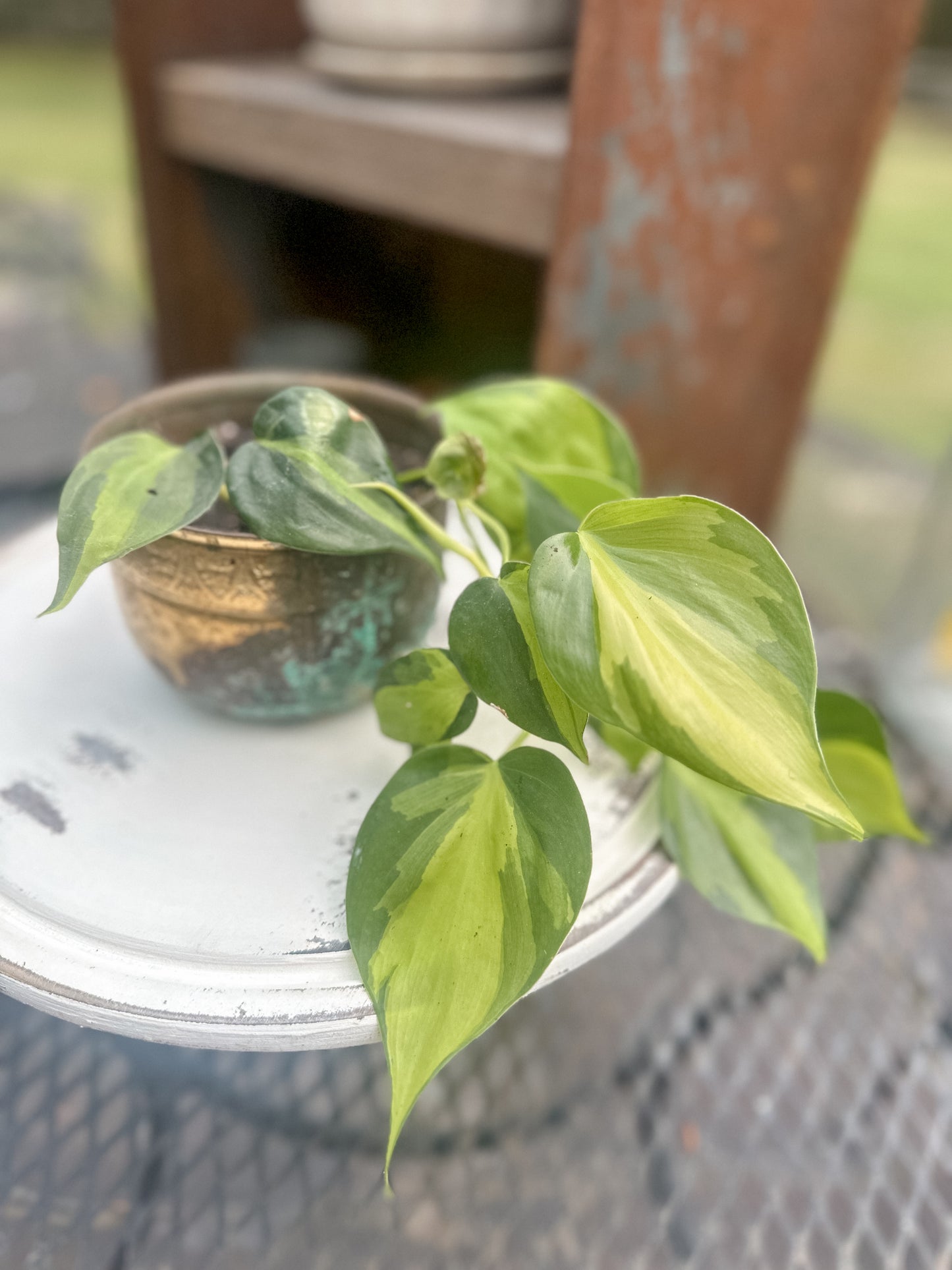 Stunning Small Heartleaf Philodendron Brasil (rare plant) in antique brass vessel w/amazing patina!