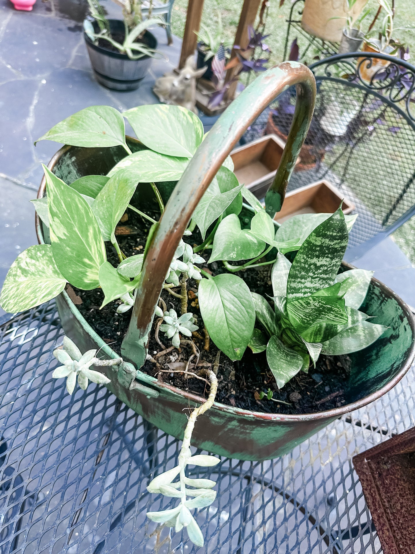 Stunning one of a kind LIVE indoor plant arrangement! Metal/Brass patina basket! Pothos, snake plant, and succulents. Instant center piece. 🥰