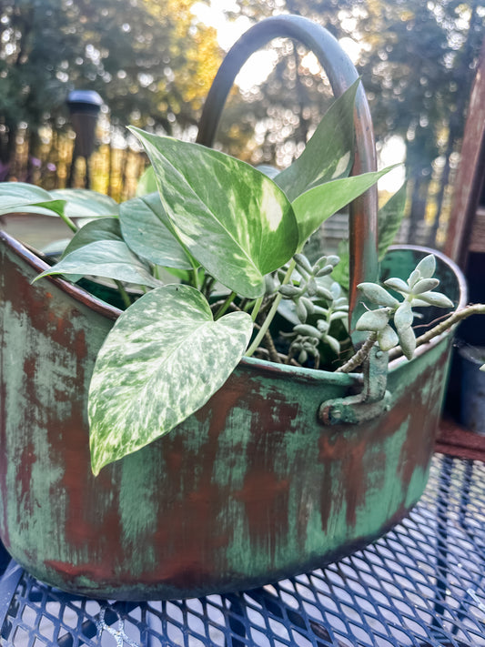 Stunning one of a kind LIVE indoor plant arrangement! Metal/Brass patina basket! Pothos, snake plant, and succulents. Instant center piece. 🥰