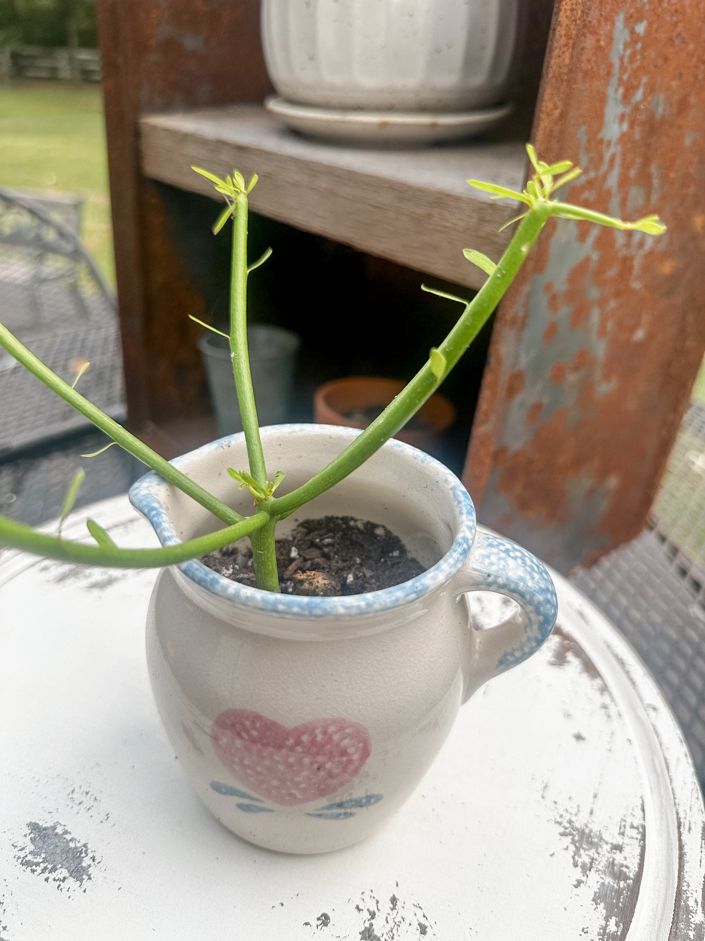 Vintage Spongeware Pitcher with Pencil Cactus (in GROW mode!)