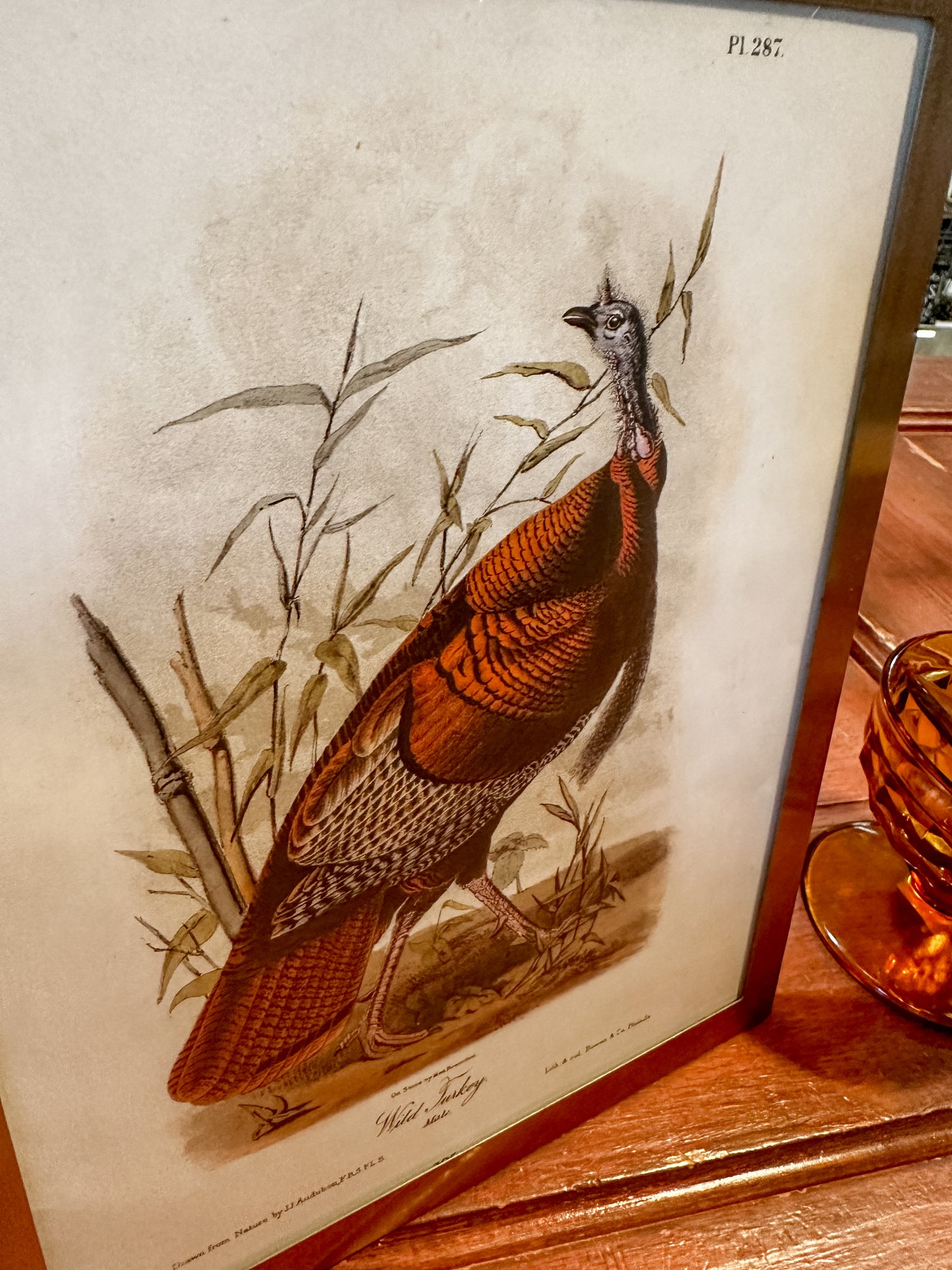 Vintage Wild Turkey Print in Gold Frame 8x10