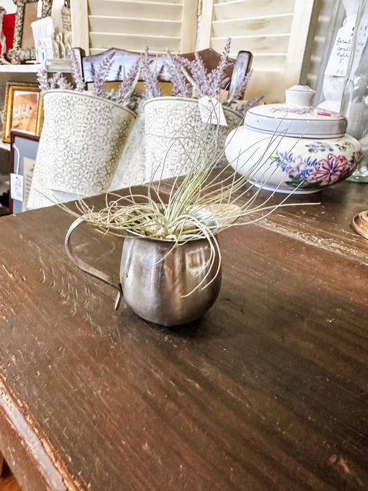 Small Vintage Silver Creamer with a LIVE air plant.