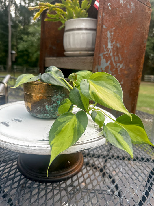 Stunning Small Heartleaf Philodendron Brasil (rare plant) in antique brass vessel w/amazing patina!